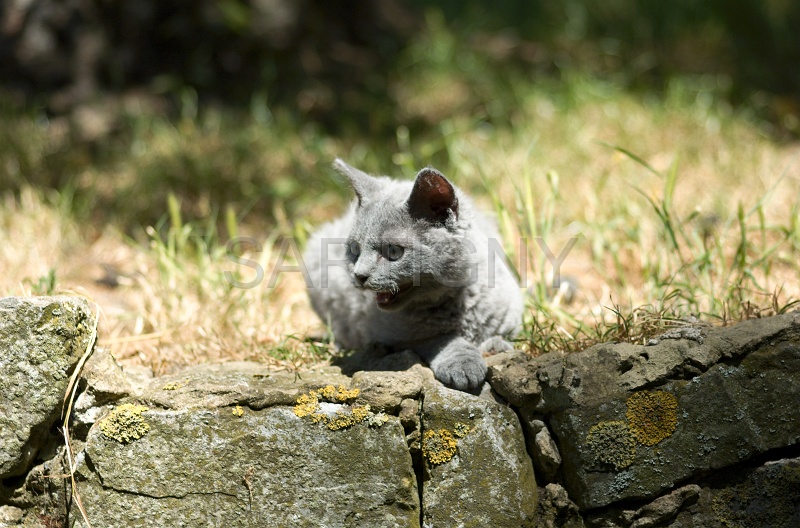 BRITISH SHORTHAIR C029.jpg
